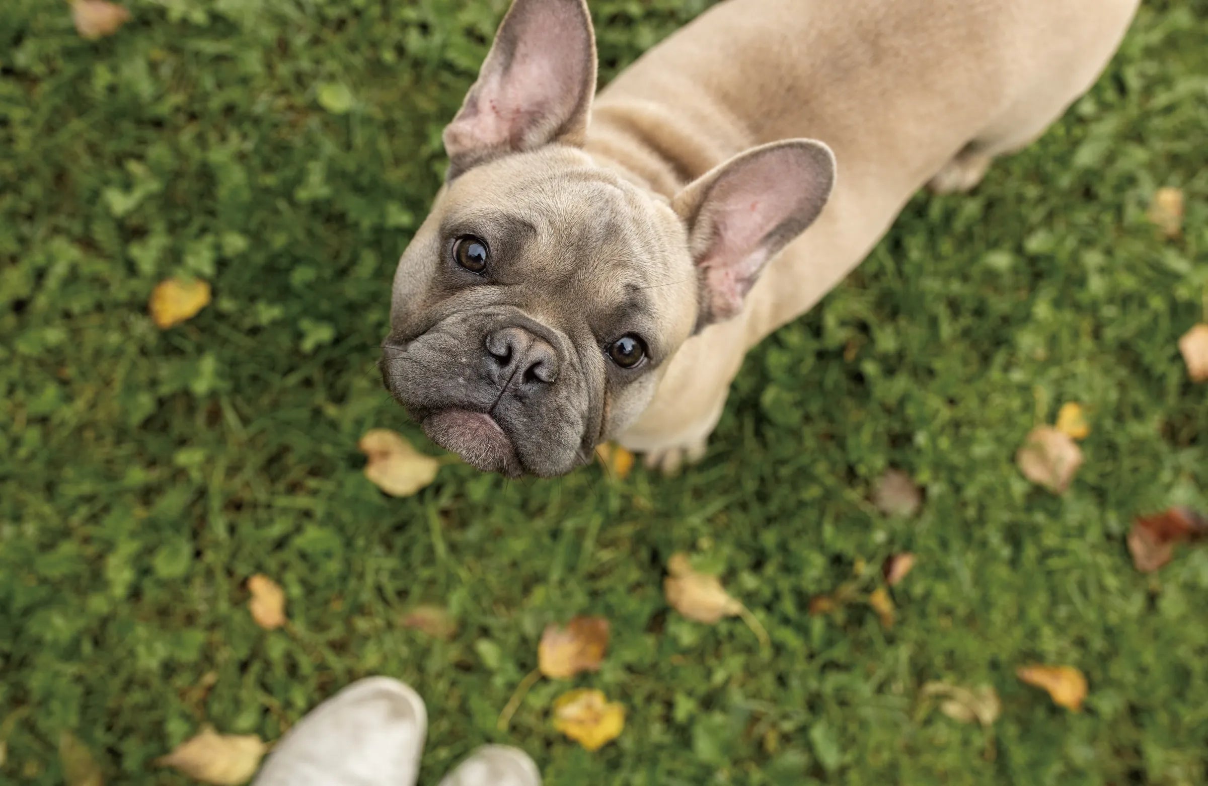 犬の腸内環境をチェックする方法|うんちの形・色・においで判断する