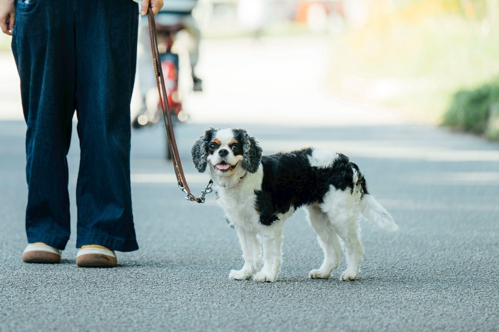 てんちゃん8歳/(#腸活犬取材14)
