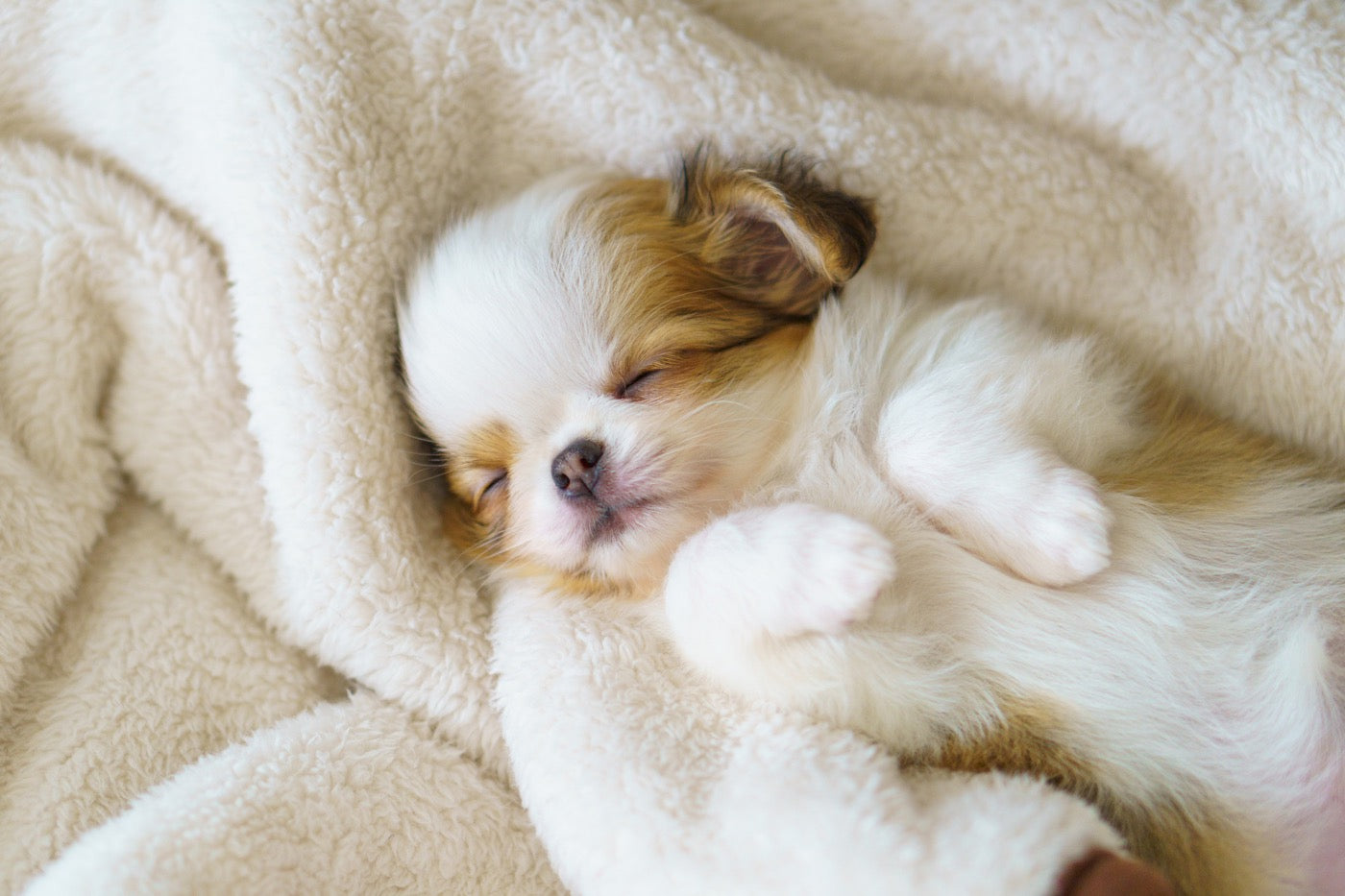 愛犬の腸活はいつから始める?子犬期から始めたい理由と、シニアでも遅くない訳