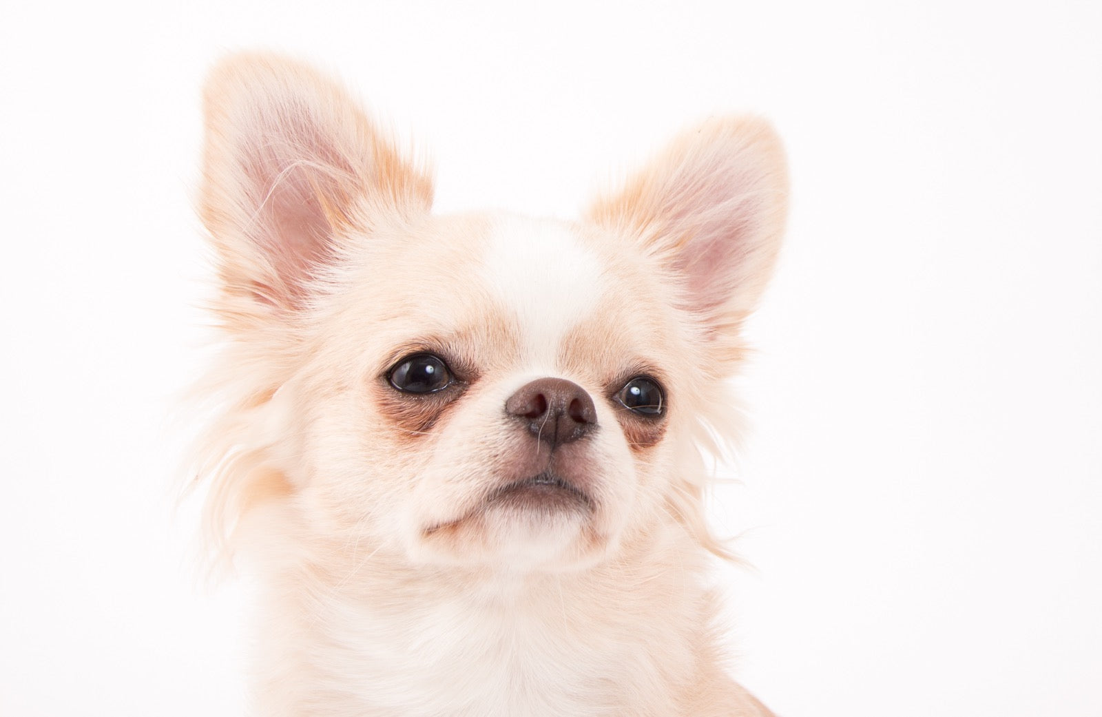 犬の涙やけが治らない原因はフードにあった?タンパク源と鉄分の関係