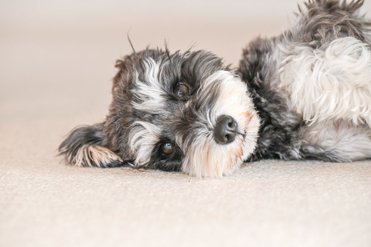 NICOちゃん2歳/ミニチュア・シュナウザー(腸活犬取材#3)