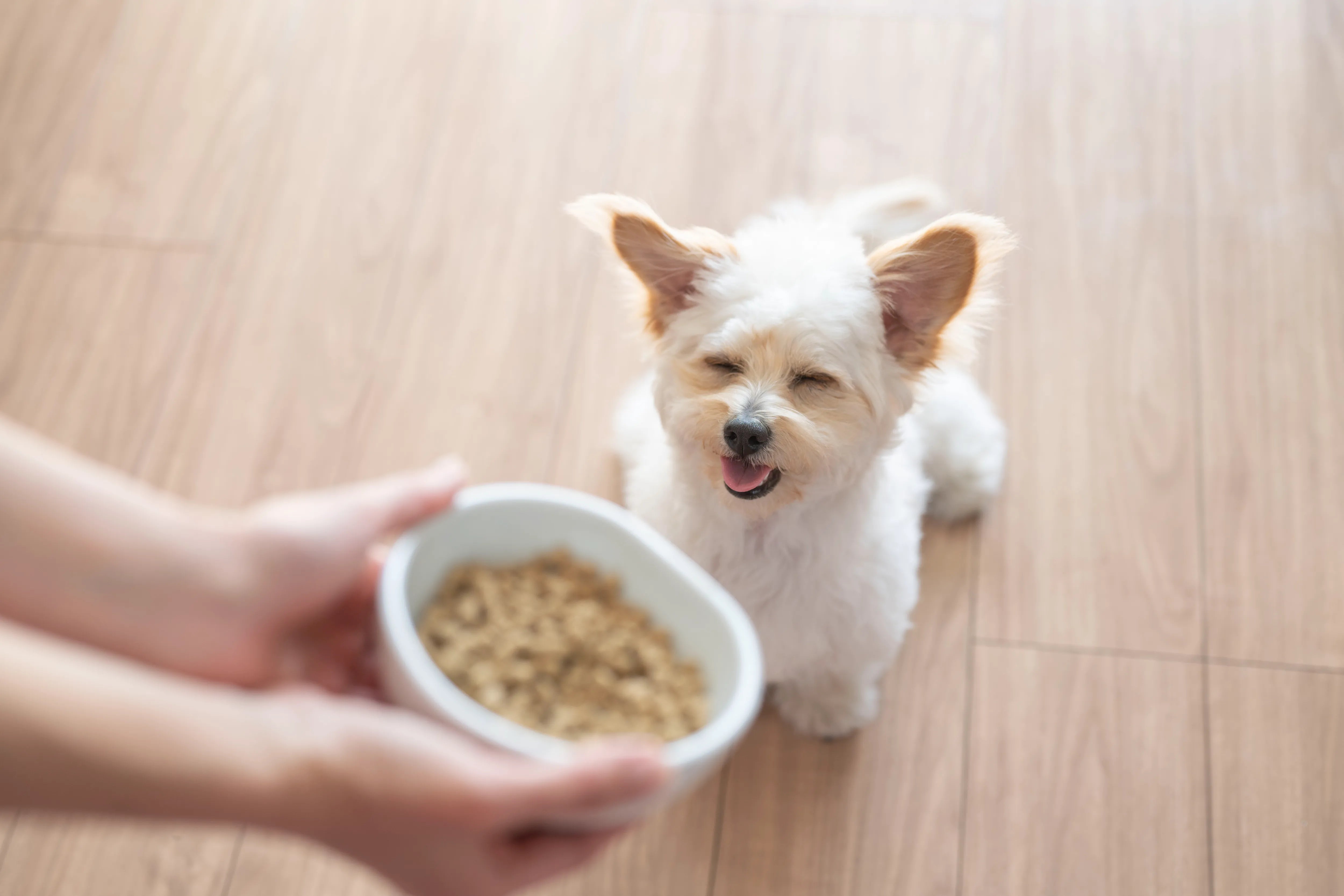 【ご一読を】愛犬に腸活を始める8つのメリット