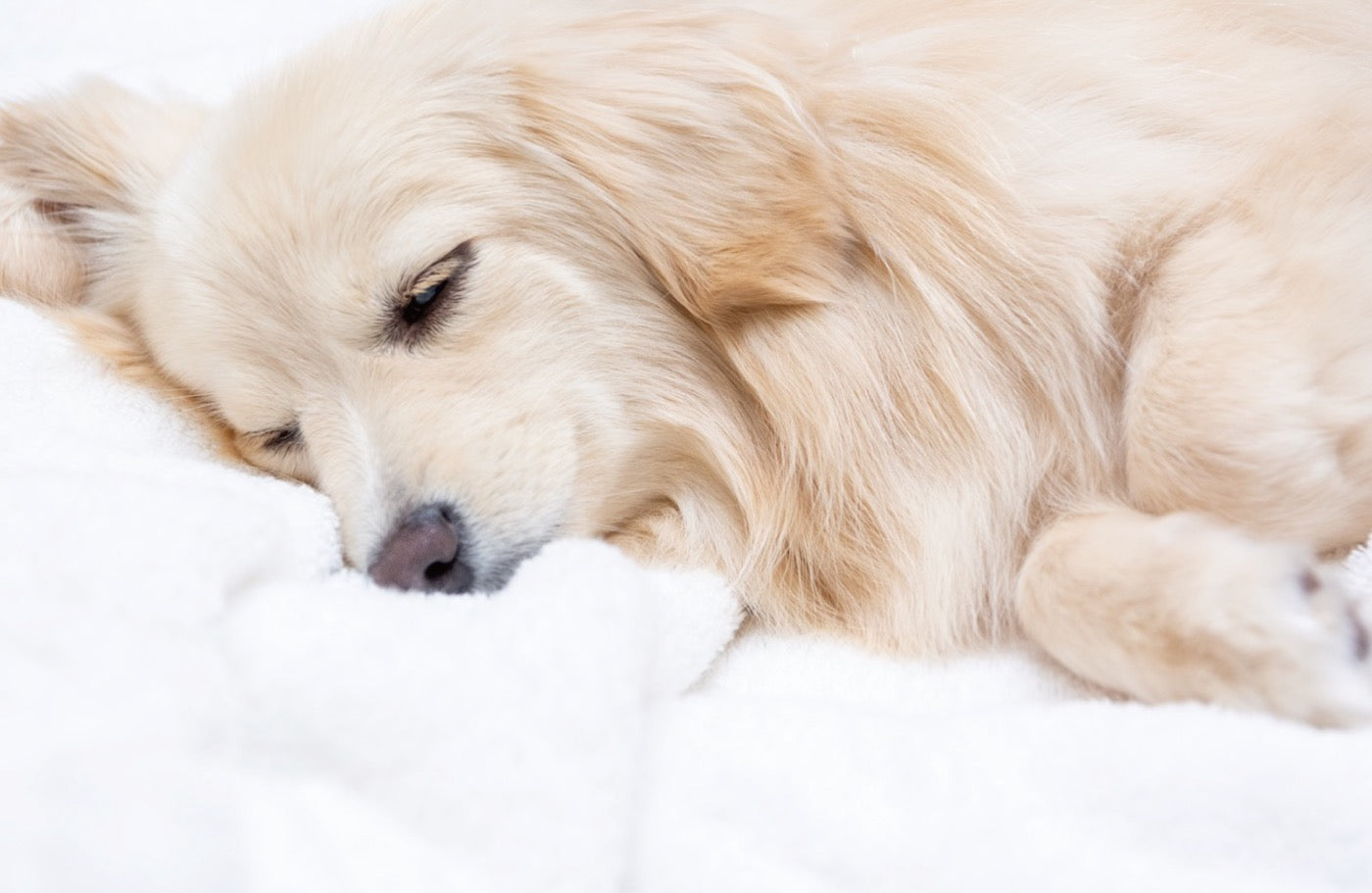 愛犬の善玉菌が減る3つの理由と、今日からできる対策