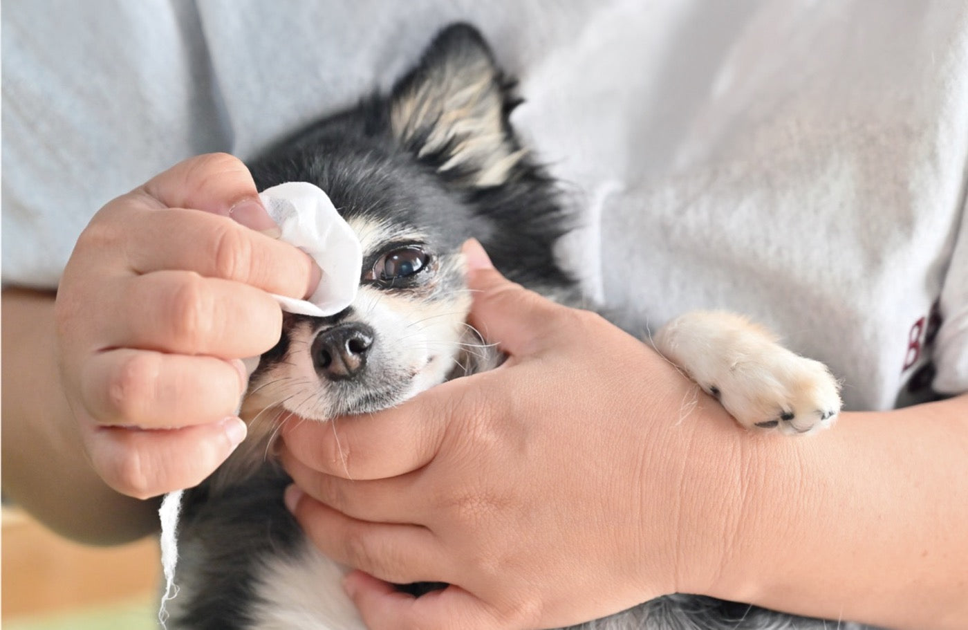 春になると愛犬がかゆがる。それ、皮膚に出た花粉症かもしれません