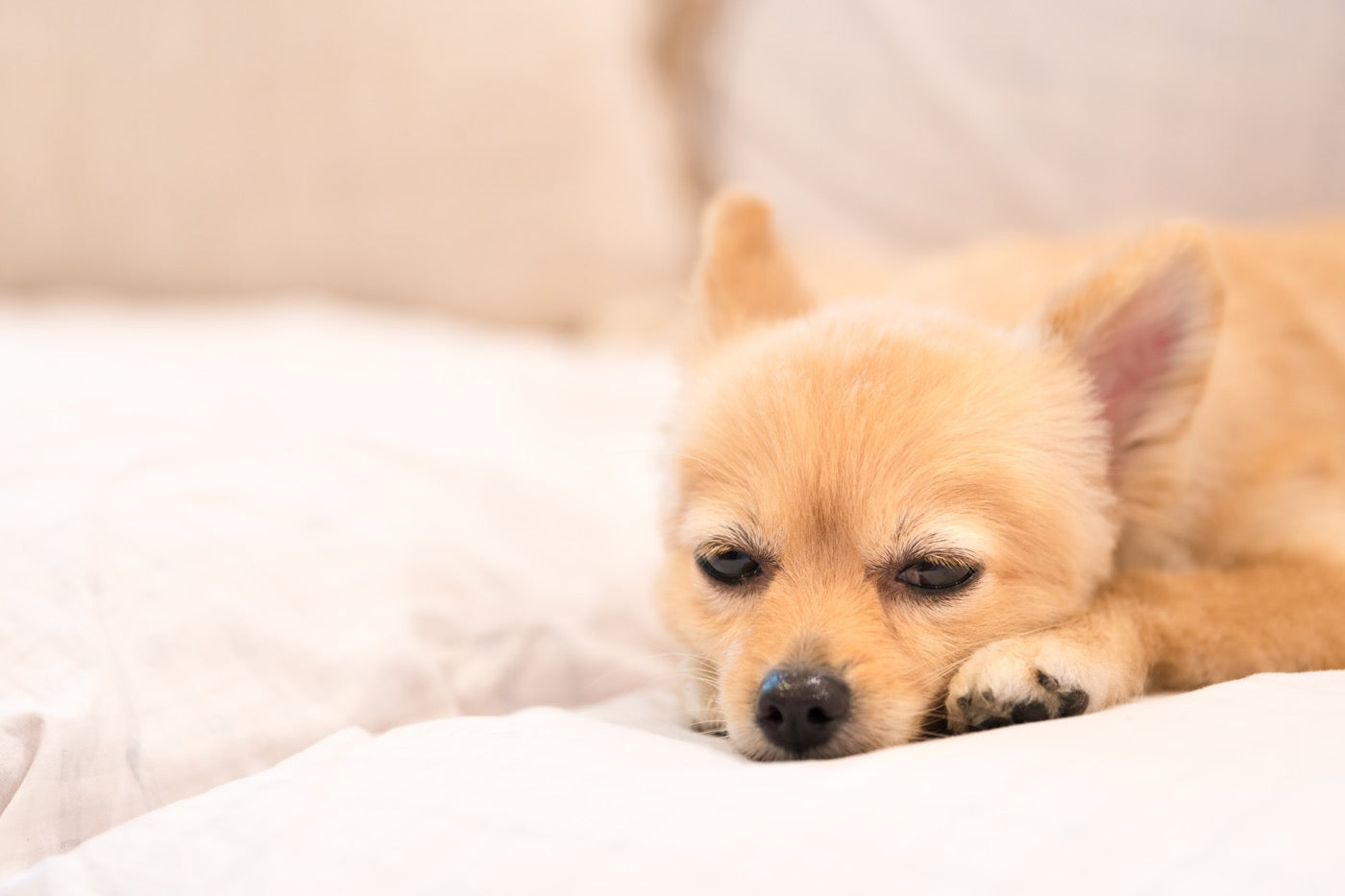 下痢に悩む愛犬は腸内環境を整えるとうんちが変わる