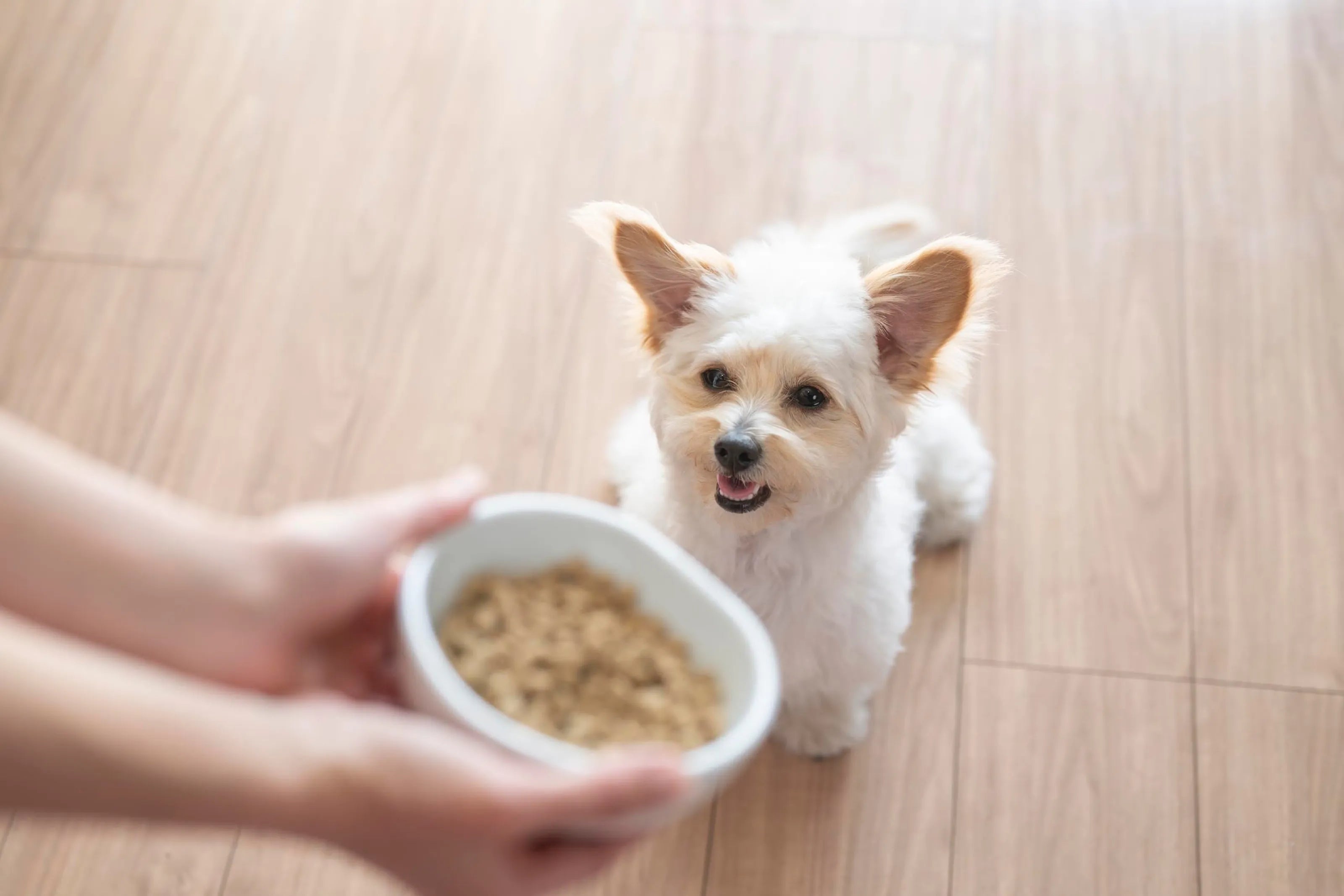 ベルちゃん1歳/MIX(腸活犬取材#4)