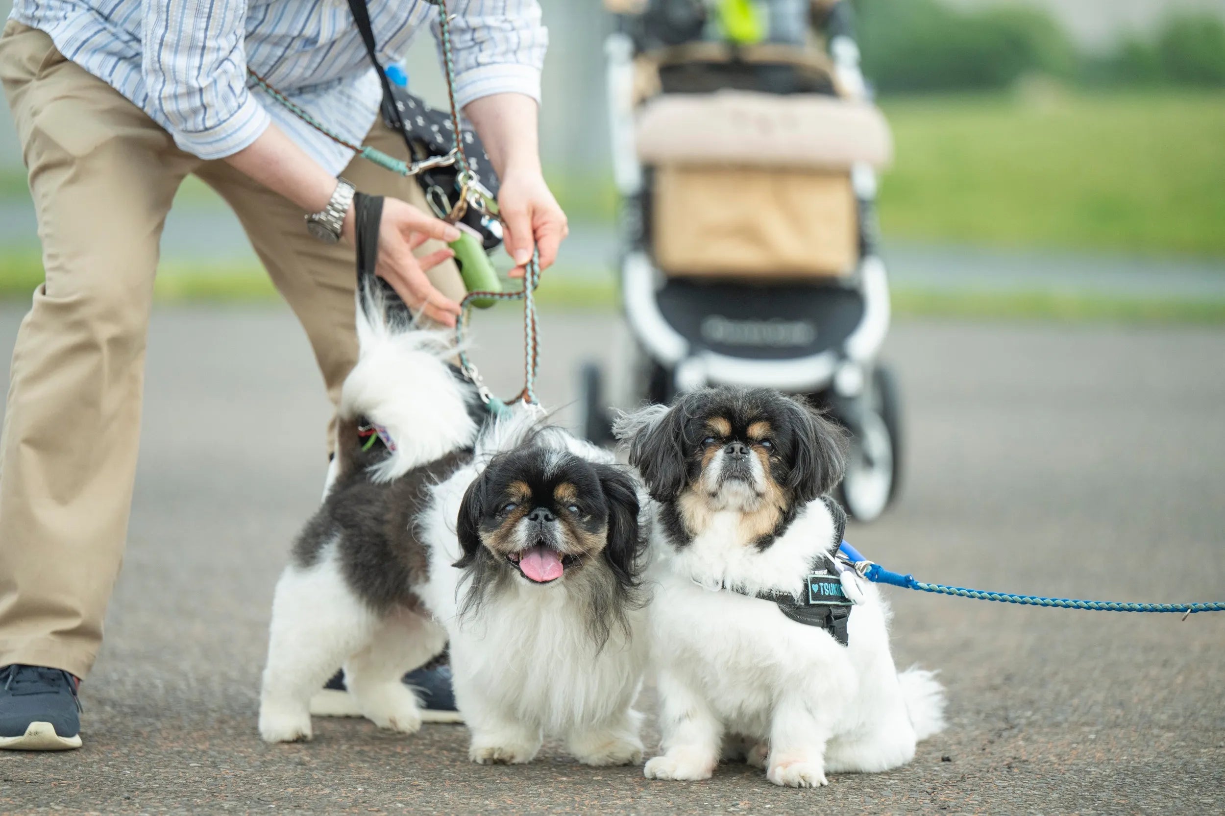 けんしろーくん10歳/つきひちゃん8歳/(#腸活犬取材11)