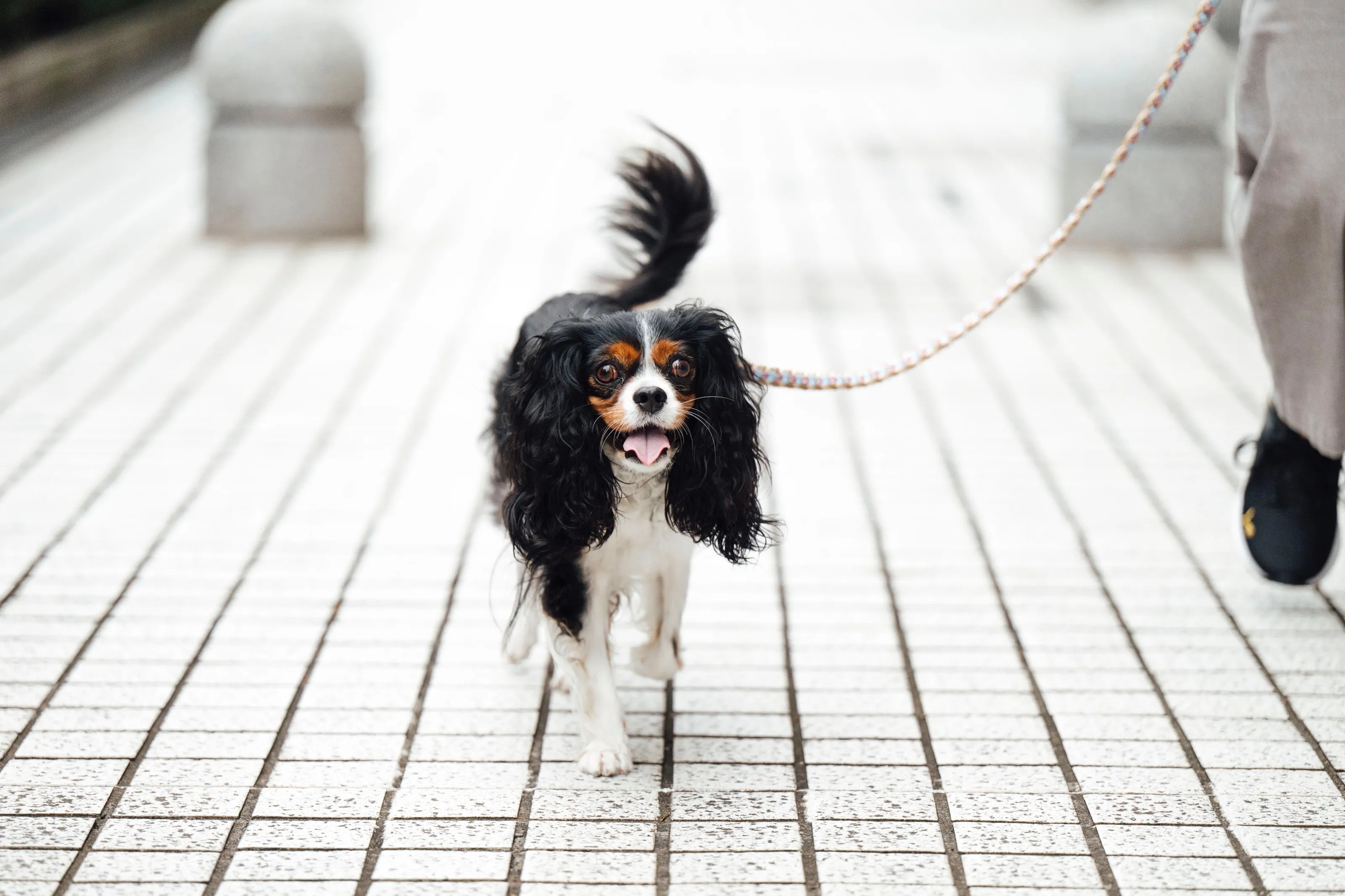 ベルンちゃん5歳/キャバリア(#腸活犬取材5)