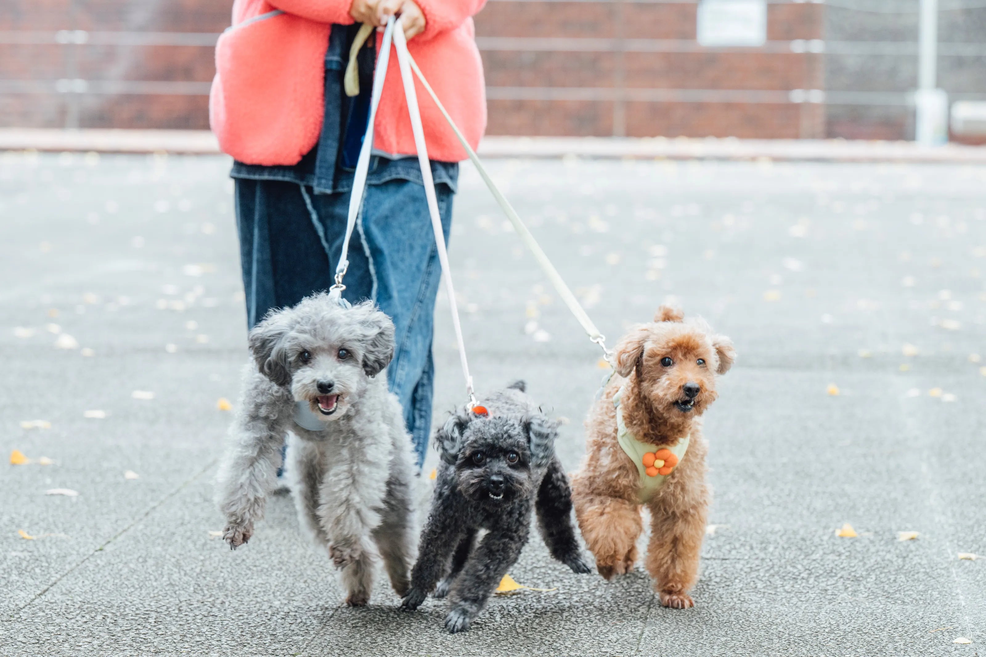 キートスくん12歳/ルミちゃん11歳/リボンちゃん9歳/トイプードル(腸活犬取材#6)
