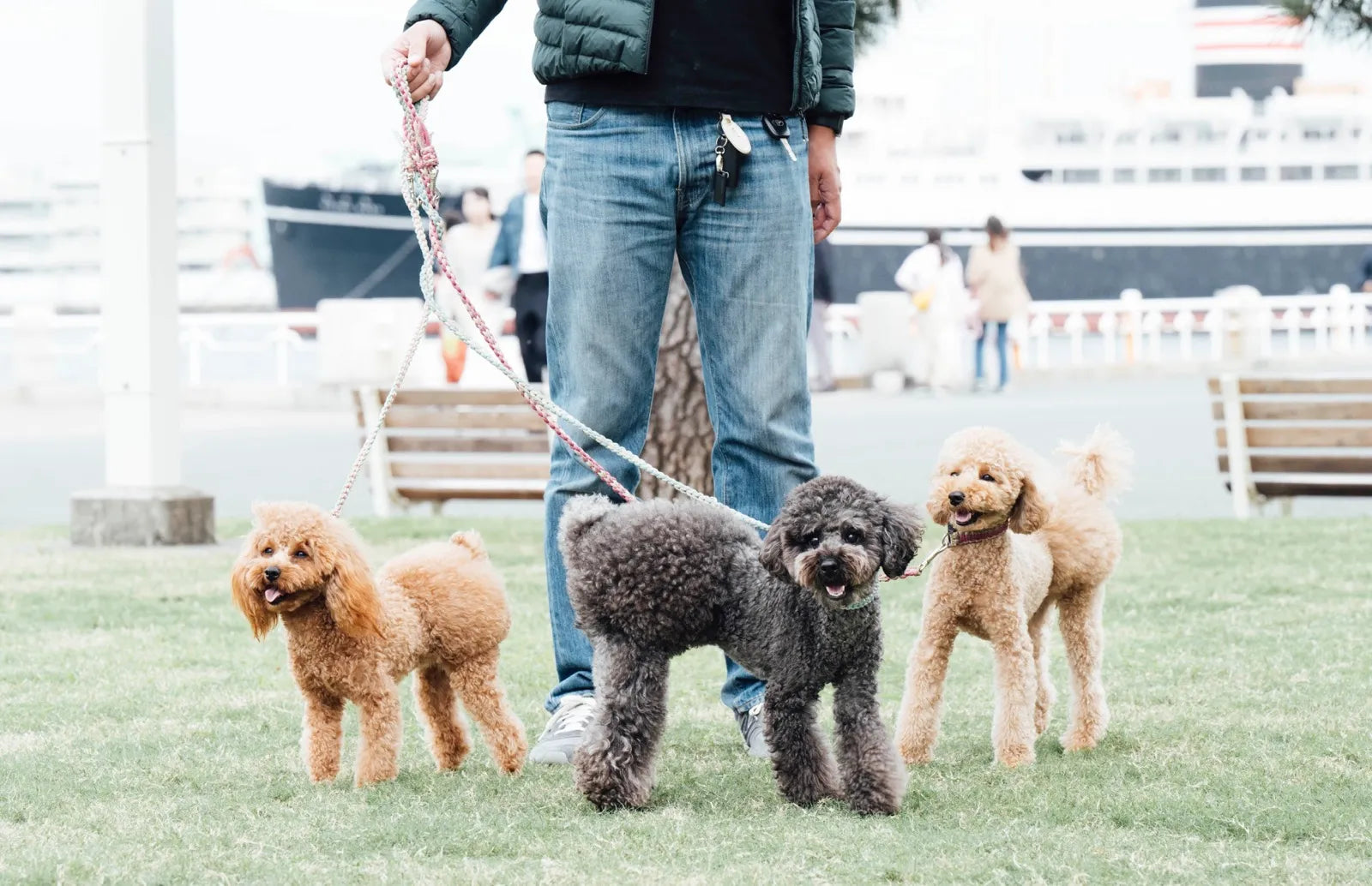 おはぎくん3歳/きなこちゃん2歳/さくらちゃん2歳/トイプードル(腸活犬取材#8)