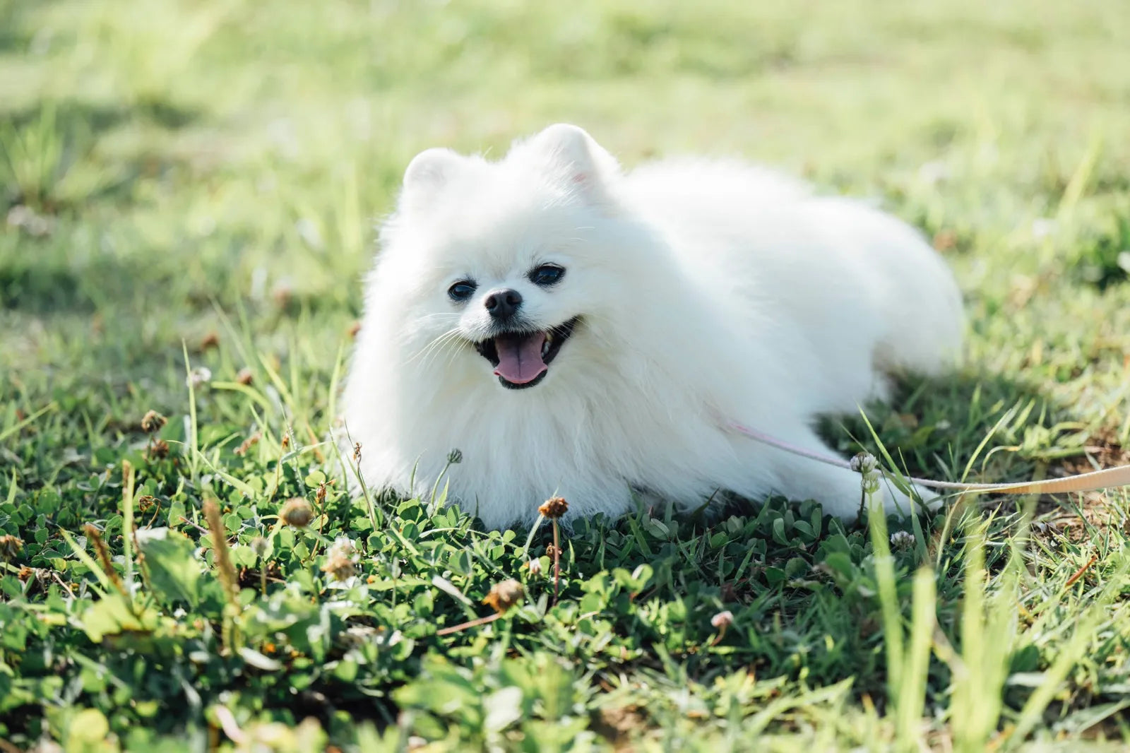 しらすちゃん2歳/(#腸活犬取材13)