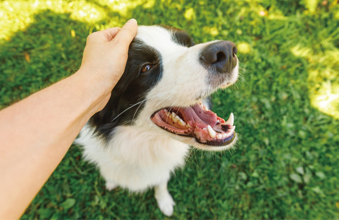 犬の腸活で免疫力をサポート｜薬に頼らない体づくりの基本