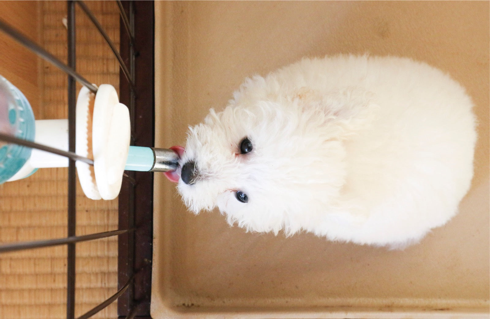 犬の飲み水は毎日交換が基本｜継ぎ足しがNGな理由と水分不足のリスク