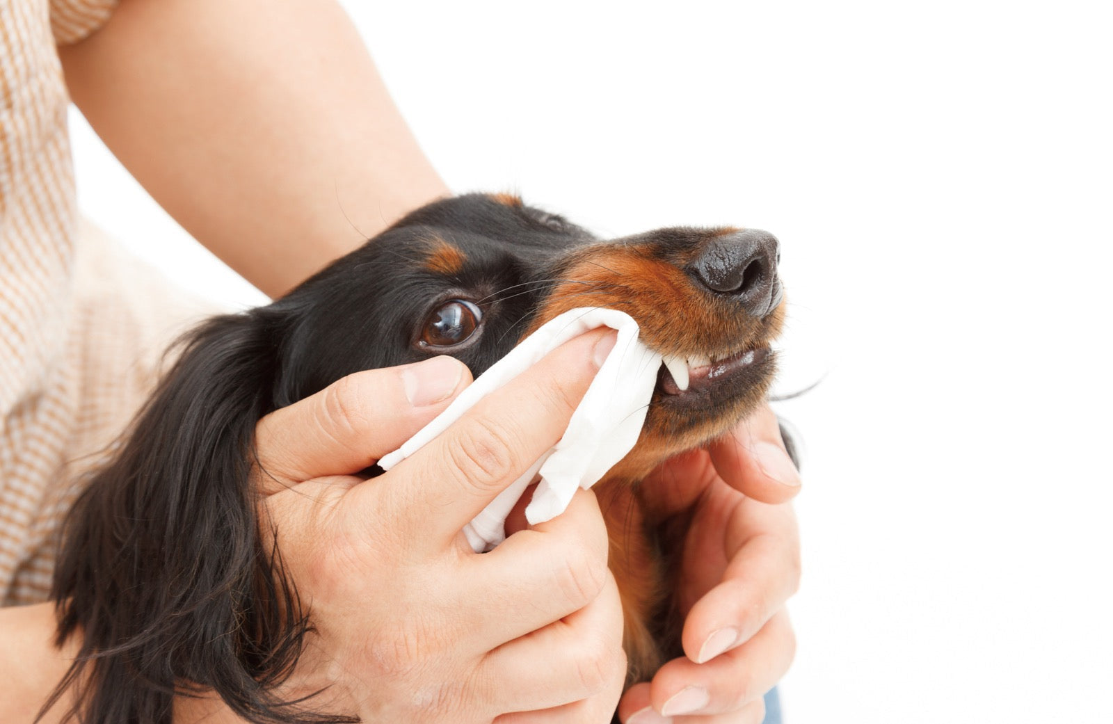 アスコフィランとは？｜愛犬の口臭・歯石が気になる方へ