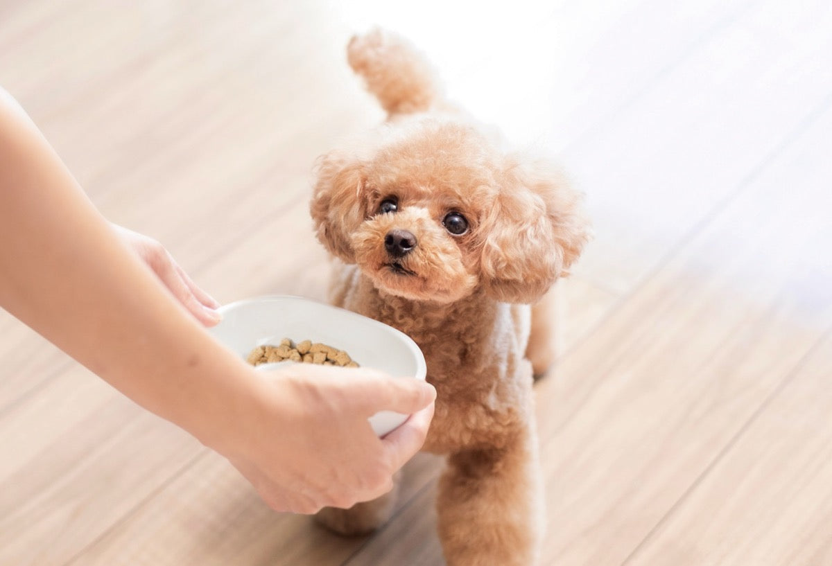 ドッグフード切り替え、愛犬の腸内環境は何日で変わる？【犬の腸活】