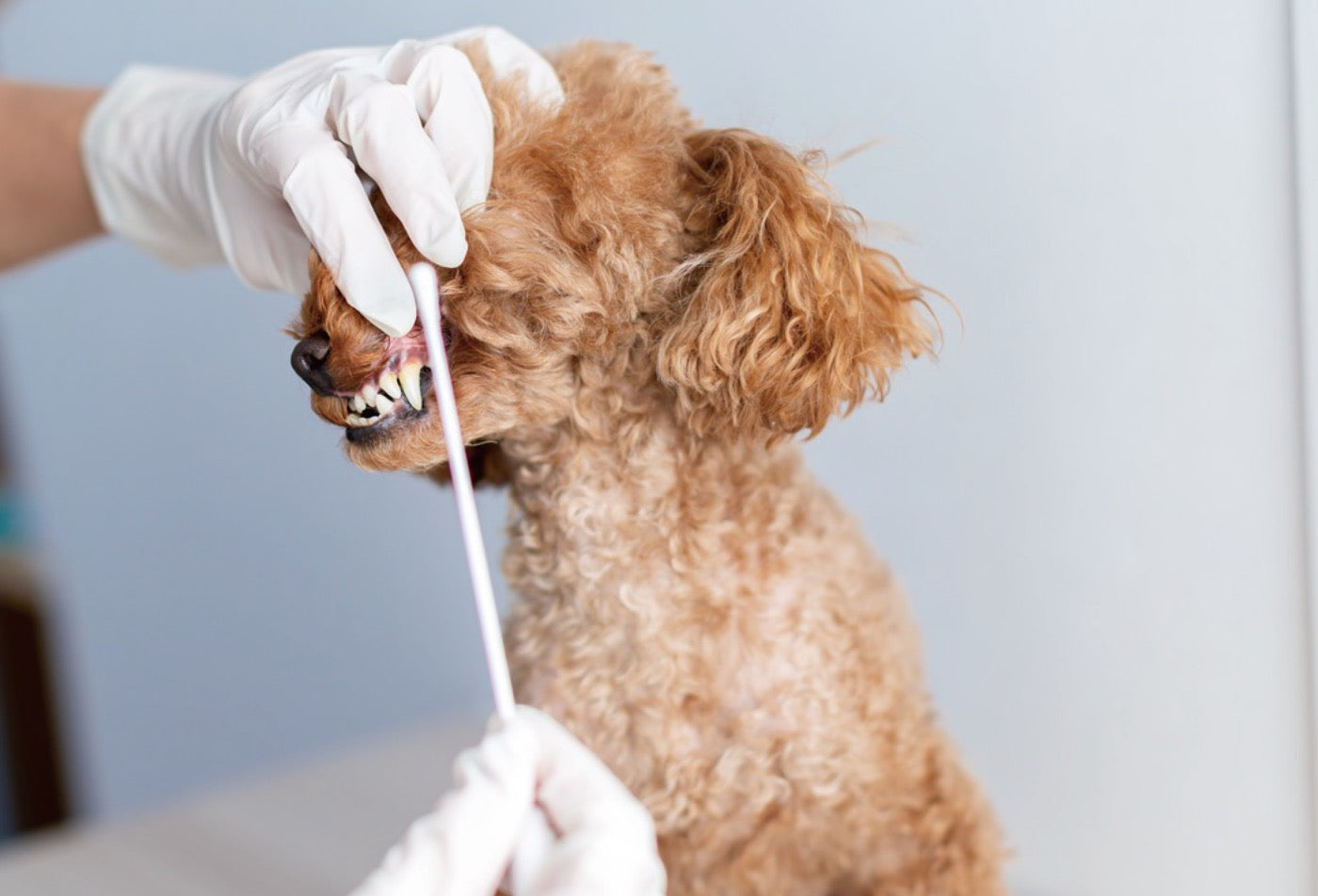 愛犬の歯石取り
