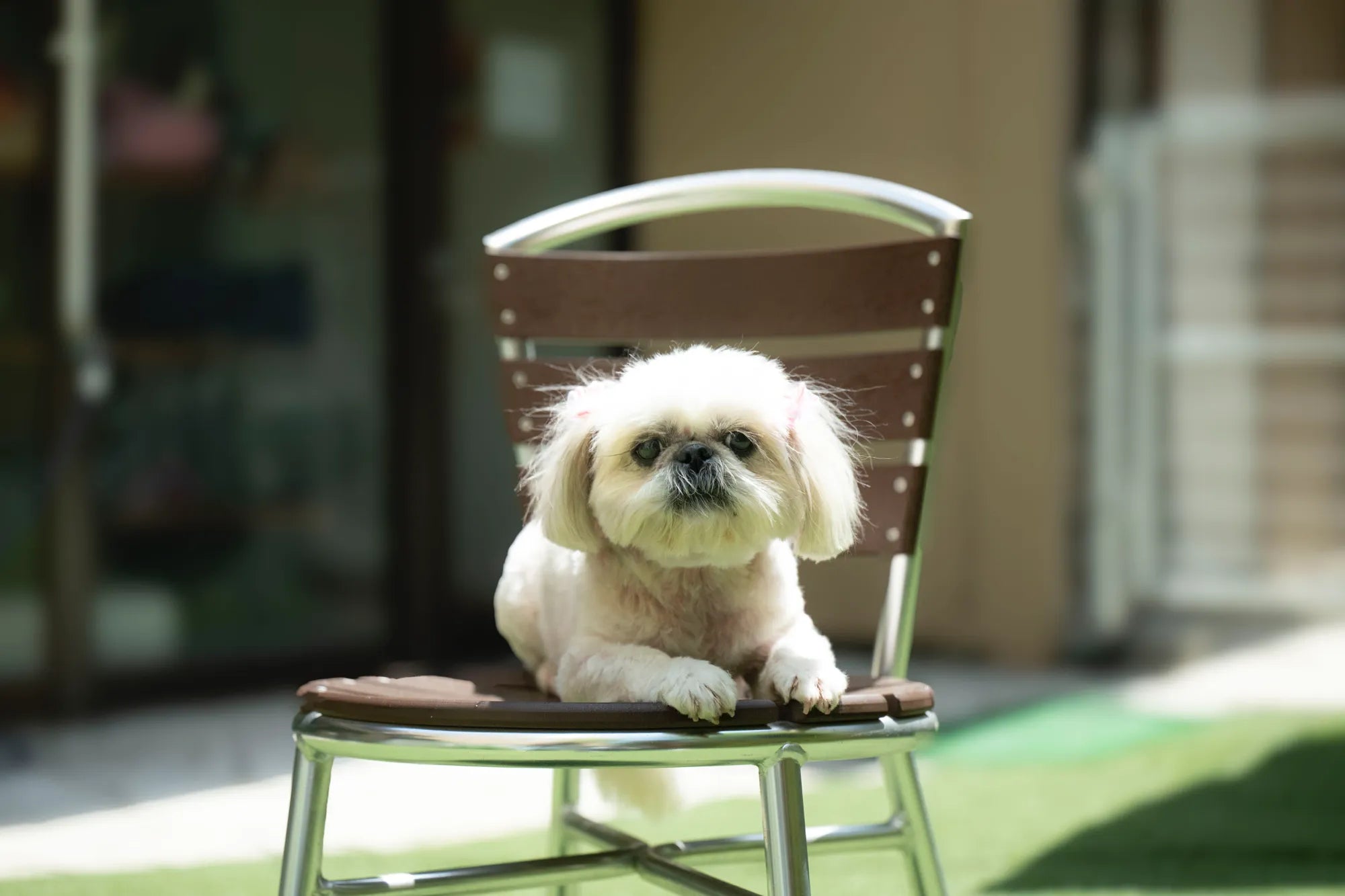 ポポちゃん6歳／(#腸活犬取材10)