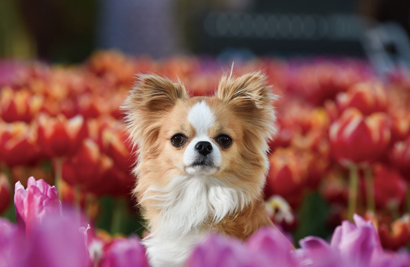 犬に危険な春の花3種類｜チューリップ・スズラン・カーネーションに注意