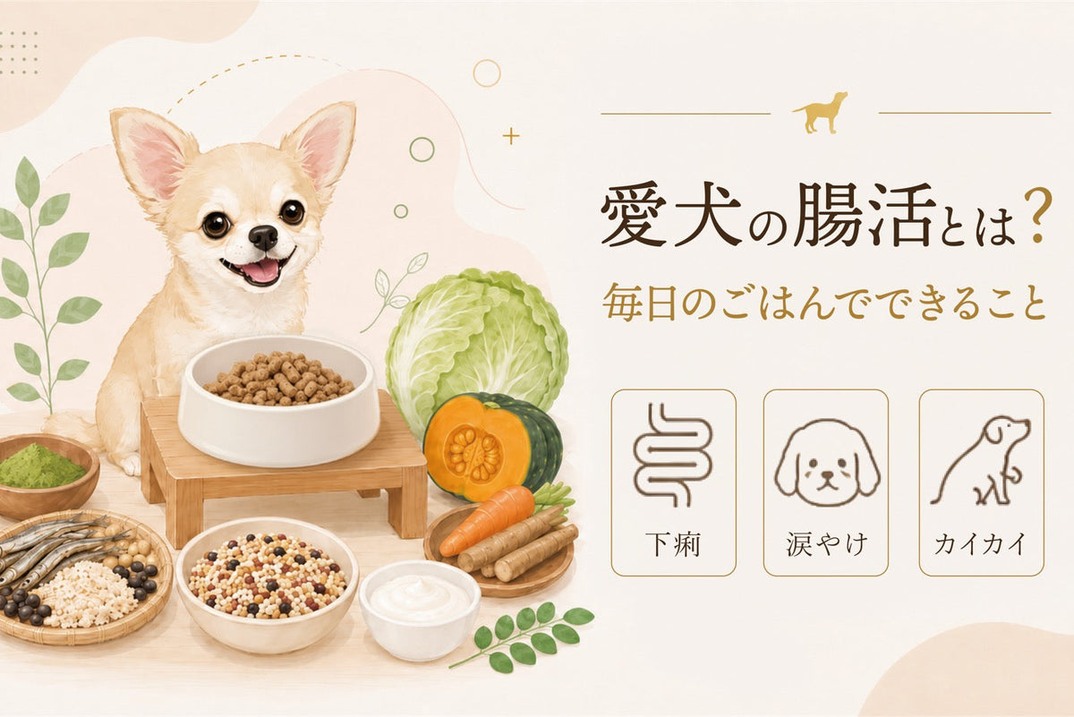 愛犬の腸内環境を整えるには？毎日のごはんでできる腸活