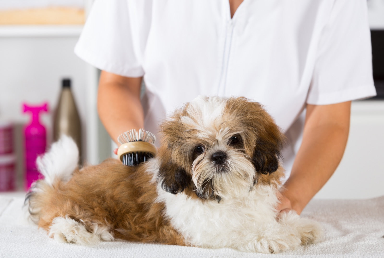 愛犬の毛がパサパサになるのはなぜ？原因と対策まとめ