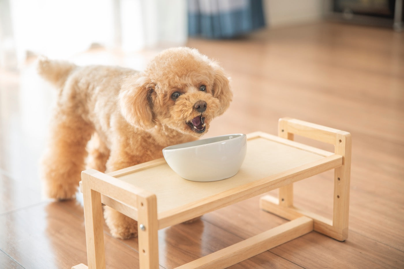 愛犬の腸活とは？フードで腸内環境を整える基本と始め方