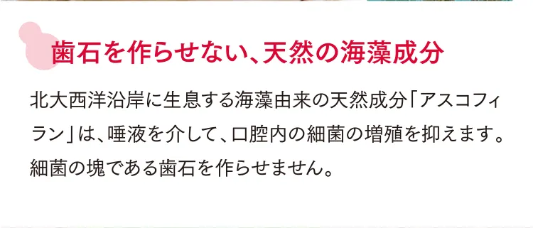 歯石を作らせない、天然の海藻成分